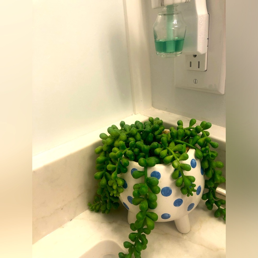 Polka Dot Planter
